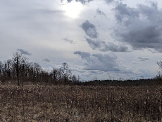 Photo of a field with winter vibes, mostly brown no leaves on the trees and cloudy, blue skies. 