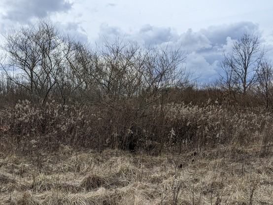 Photo of shrubs without their leaves and trees without their green leaves with a pretty cloudy blue sky. 