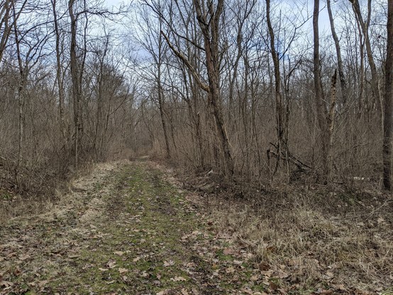 Photo of one of the trails we walked. Some green grass with brown, fallen winter leaves. Trees without leaves. 