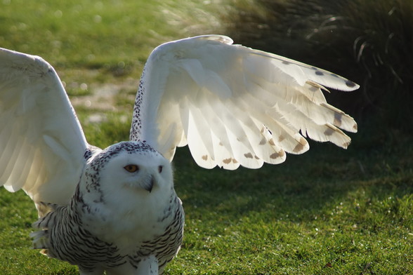 A snowy owl on the ground, spreading its wings ready to take flight. The light is catching the wing feathers and illuminating them beautifully.