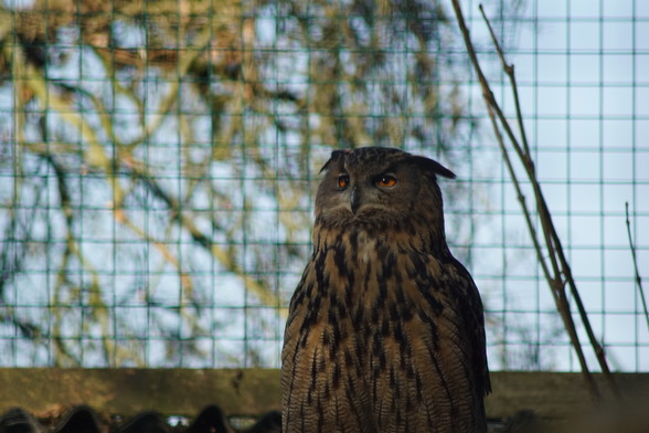 A Eurasian Eagle-Owl looking thoughtful. 