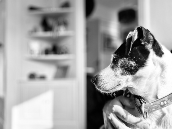 Retrato en blanco y negro de un perro