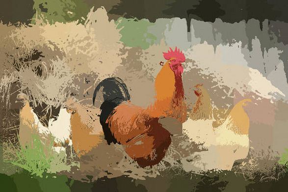 A funky rustic chicken love abstract featuring a proud rooster and his brood of hens in a modern minimalist style that has a glitchy folk art vibe