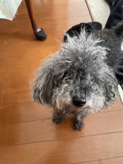 A small graying black toy poodle standing on the floor and looking up at the camera. He needs a haircut.