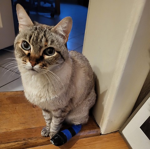 Cremeweißgraugetigerte Katze mit blauen Augen sitzt auf einer hölzernen Türschwelle, ihr Blick etwas mißmutig-verdrossen. Ihr Hinterbein steckt in einem blau-schwarzen Verband.