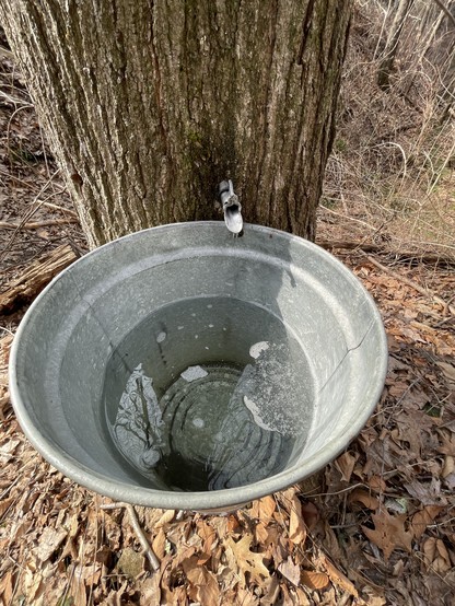 Top down view of a metal bucket hanging on the lower part of a tree. The bucket is ½ filled with a clear liquid. If you look closely you can see a drip of tree sap about to fall from a metal spigot (spile) into the bucket.