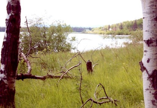 A grasslands butting on the shores of a lake or river, the brush and trees along the banks following them around the curve and into the distance.
