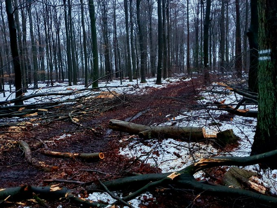 Wüste Schneise in Buchenwald bei Hoisdorf - Lütjensee. Abgesägte Baumteile liegen verstreut am Boden.