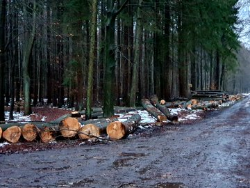 Ca. 20 frisch abgesägte, größere Buchen neben einer Forststraße