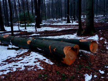 abgesägte Buchen Jan. 2024 in Großaufnahme