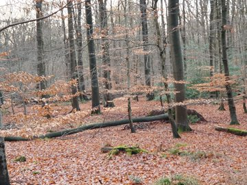 Windbruch: Mit Wurzeln aus dem Sandboden gerissener, junger Laubbaum 2023, Forst #Hoisdorf-#Lütjensee