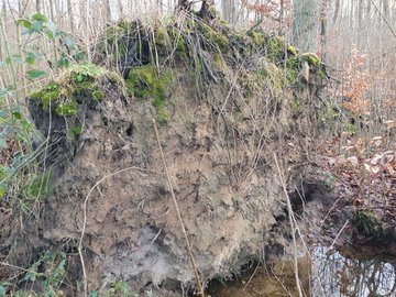 Wurzelteller umgestürzter Baum mit Sandboden.