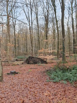 Baum wurde mit Wurzelteller aus Boden gerissen und hängt in anderem Baum