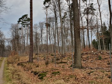 Vereinzelte, dürre Bäume stehen in einem weitgehenden, ausgetrockneten Kahlschlag auf Sandboden-Anhöhe beim FFH-Gebiet Kranika. 