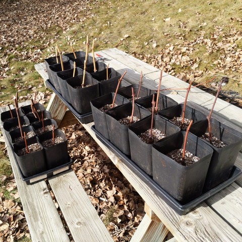 24 one gallon square grow bag pots with grape vine cuttings in coir potting mix. There are three varieties of grapes. There are 8 bags in each 1020 tray. They are sitting on an old picnic table.

