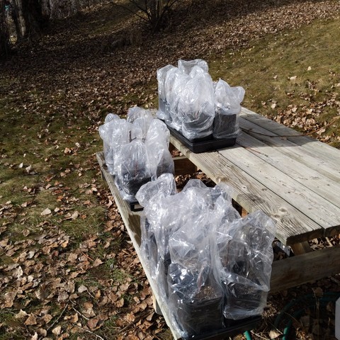 Each grow bag with cutting has been covered with a clear plastic bread bag. This keeps the moisture level up so the buds and new leaves don't die before the roots take hold.