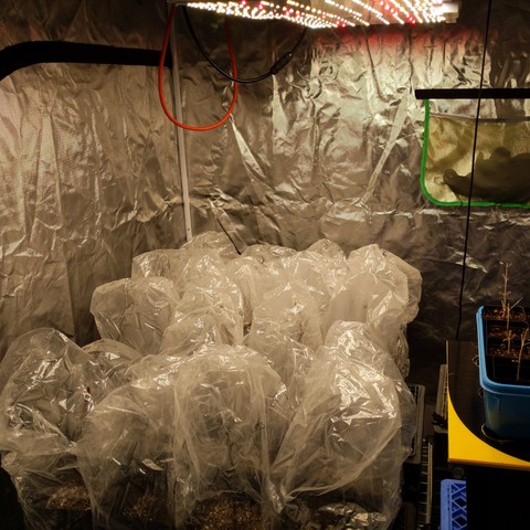 The 3 trays of pots placed in the grow tent under the LED lights.