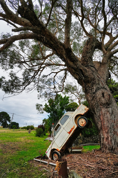 an abandoned car is leaning against a thick tree in Byaduk town in Western Victoria Australia 