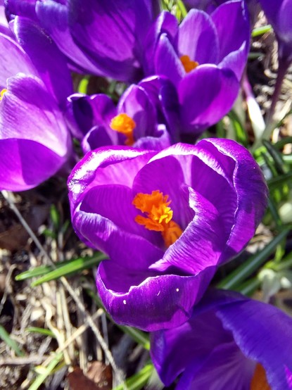 A few vibrant purple crocus flowers with orange stamens.