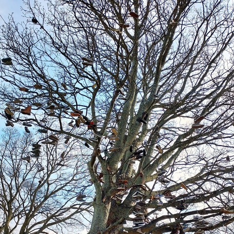 Lots of pairs of discarded skating shoes have been thrown up into a tree near a skate park in Edinburgh, Scotland.