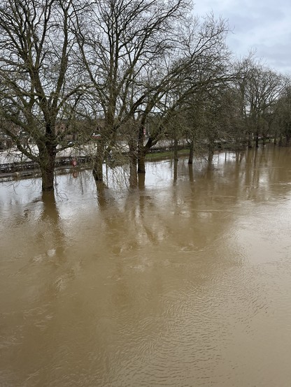 The river Ouse overflowing its banks and flooding around the riverbank trees