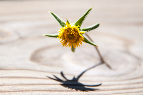 Eine kleine Blume ragt aus einem Holzriss und wirft einen Schlagschatten auf die Maserung