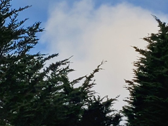 Cloud dragons and some of the local evergreens, doing their daily wind dance.