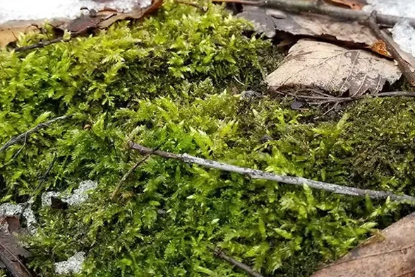 Image: A close-up of moss on the forest floor during the Michigan winter. The latest research from the Hamberger lab at Michigan State University explores the long-running relationship between moss and fungi, and how this relationship is impacted by endobacteria. Credit: Britta Hamberger 