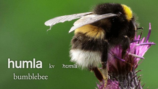 #Jarðarhumla / Buff-tailed #bumblebee / Bombus terrestris