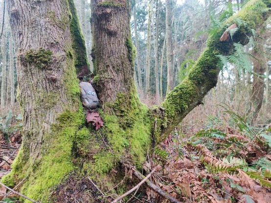A mossy tree with a rock wedged into the crotch between two of the tree's main trunks. Someone has added eyes to the rock above a prominent, presumably natural, curving indentation, giving the rock the appearance of a smiling face.