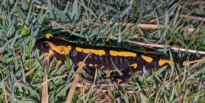 Salamandre tachetée (Salamandra salamandra) ©bellule CBC