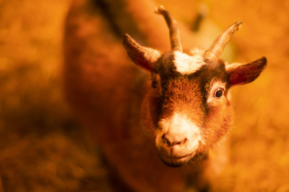 An African Pigmy Goat has it's head in focus but the rest of its body and background (yellow hay) are blurred out.  The goat fills about half of the frame and is roughly centered,  the goat is mostly reddish brown with some black stripes down the spine and around the eyes with smaller light patches on top of the head and around the nose.
