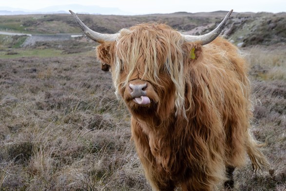 A yak in a field with its tongue sticking out.