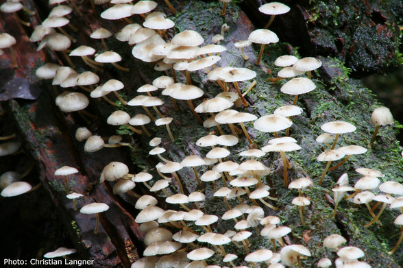 Many tiny bright beige mushrooms on wood. Photo: Christian Langner
