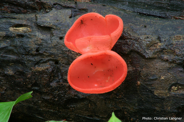 Two red cup shaped mushroom on wood. One of them with a tiny spider. Photo: Christian Langner