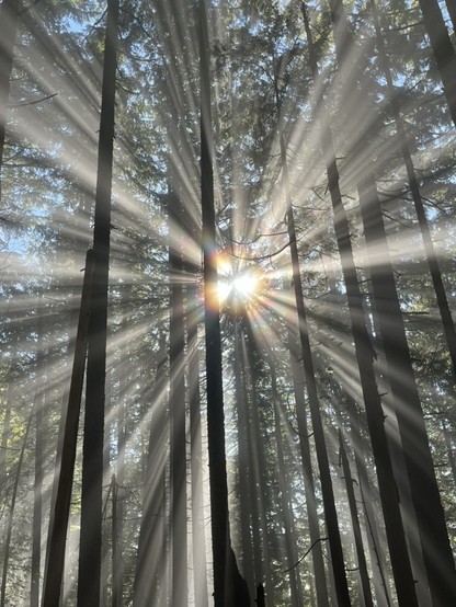 Mindfully hiking up Grouse Mountain in North Vancouver, I  gratefully take in the oxygen provided by surrounding trees with each in-breath.  Breathing out, I gladly offer up CO2 to those magnificent trees with each out-breath.  Oxygen in. CO2 out. Energy in. Energy out. 
