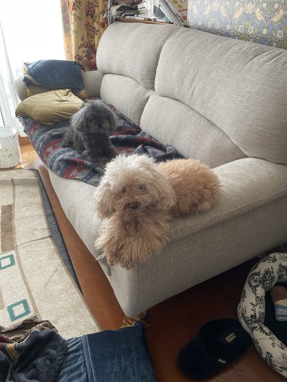 A tiny light brown toy poodle and a small black toy poodle sitting on a sofa to keep it safe.