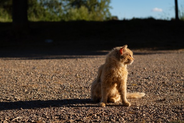 Foto de un gato en la calle con la mirada hacia la derecha bañado por la luz del atardecer.

Photo of a cat with evening light.