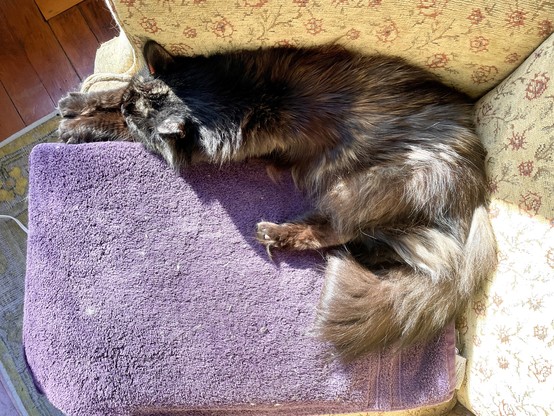 Top down view of a long-haired tortie cat. Her fur is several shades of brown with white, black, gray, and blonde thrown in. She is on her favorite chair sitting sprawled out on her purple warming mat. There is a small 4 inch gap between the mat and the arm of the chair, where somehow, she has squeezed herself in, front paws extended out in front of her to make her 6 pound frame even skinnier. Sun is shining on her and the chair.