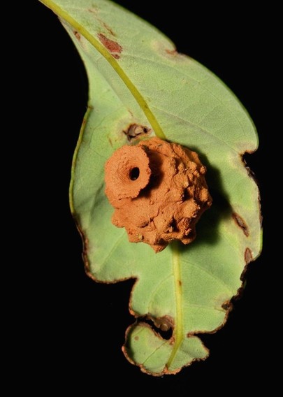 Estructura en forma de cántaro sobre una hoja.