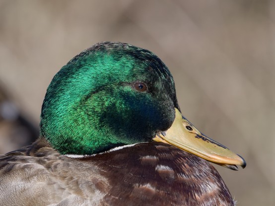 Closeup of a male Mallard Duck, in profile