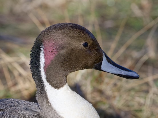 Closeup of a male Northern Pintail, in profile