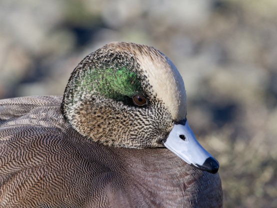 Closeup of a male American Wigeon, in profile