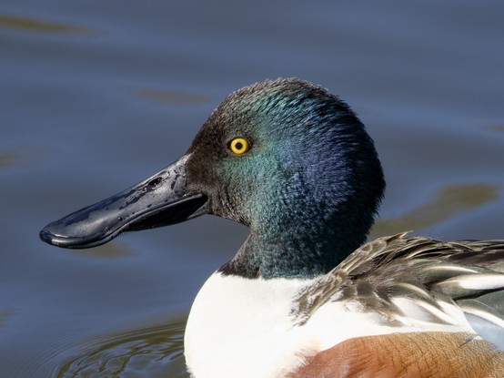 Closeup of a male Northern Shoveler, in profile
