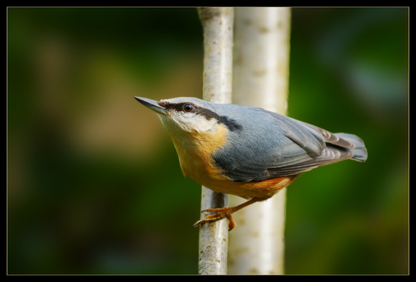 Imagine a streamlined bird, about the size of a tennis ball, with a slate blue back and a rusty orange chest. It's perched acrobatically on a slender tree trunk, its powerful claws digging into the rough bark. The trunk itself feels cool and is largely devoid of moss. 

This curious nuthatch is facing left, its head tilted inquisitively. Its sharp black beak peeks out, ready to crack open a hidden seed tucked within a crevice. Sunlight bathes the scene from the right, casting warm shadows across the bird's fluffy belly and highlighting the delicate details of its feathers. You might even imagine a glint of sunlight catching its bright black eye, sparkling with intelligence.

The nuthatch's body presses close to the trunk. You can almost feel the firm grip of its feet, anchoring it securely against gravity. The air is still, broken only by the occasional chirp or twitter from other nearby birds. Perhaps you can even imagine the faint rustle of leaves whispering secrets in the gentle breeze.

This little nuthatch, clinging to its tree trunk canvas, paints a picture of determination, curiosity, and perfect adaptation to its woodland world. It's a snapshot of nature's intricate beauty, waiting to be explored with your imagination. This prose was largely generated by Gemini LLM with inaccuracies edited out. 
