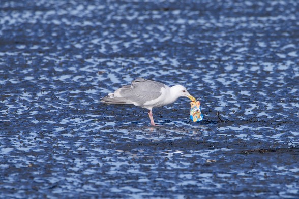 A Glaucous-winged Gull in the low tide sand is picking up a pack of Five Alive