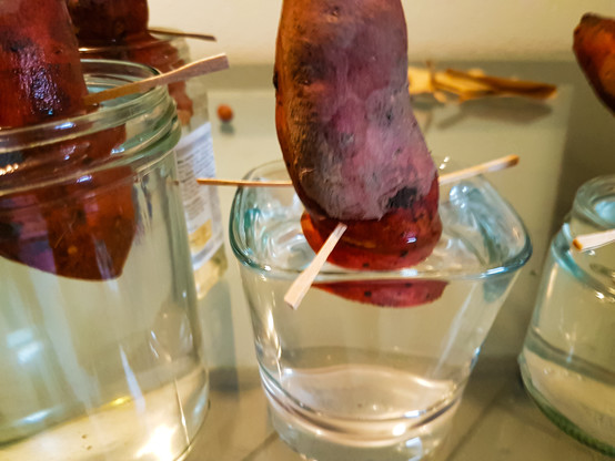 Süsskartoffeln aus der letztjährigen Ernte wurden in der Mitte halbiert. Die Hälften wurden dnn mit jeweils drei Zahnstochern in ein Wasserglas fixiert. So werden sich innerhalb von einigen Wochen Wurzeln und kleine Trieblinge bilden.