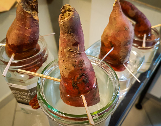 Süsskartoffeln aus der letztjährigen Ernte wurden in der Mitte halbiert. Die Hälften wurden dnn mit jeweils drei Zahnstochern in ein Wasserglas fixiert. So werden sich innerhalb von einigen Wochen Wurzeln und kleine Trieblinge bilden.