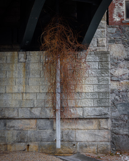 A tangle of orange growth hangs below the underside of a bridge, surrounding the upper part of a downspout. The bridge is black painted iron or steel while the abutment behind the plant and downspout is stone block with streaks of rusty stain from the bridge above.