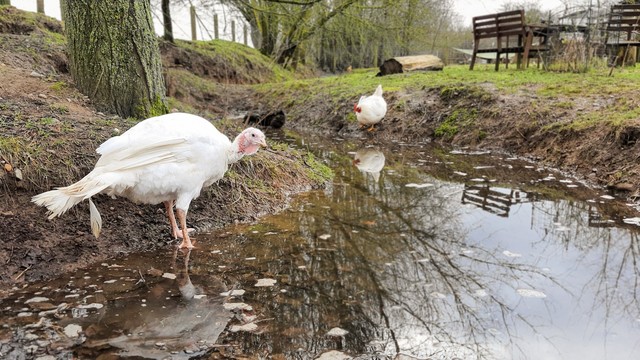 Pute Wendy und Huhn Cosma stehen am Rand eines leicht überfluteten Grabens im Land der Tiere. Im Hintergrund sind Bäume, ein Erdwall und auf einer Grünfläche Tische und Stühle aus Holz zu sehen.